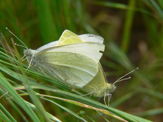 deux papillons © Indigo