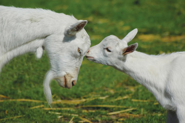 mother and child goat