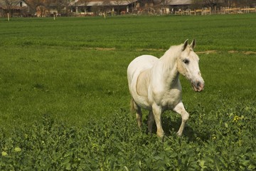 white stallion