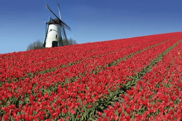 Gordijnen Hollandse molen en rode tulpen © dzain