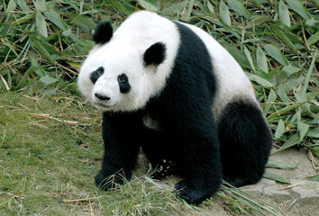 giant panda - 2926893