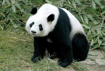 Foto op Plexiglas giant panda © dzain