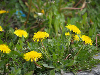dandelions