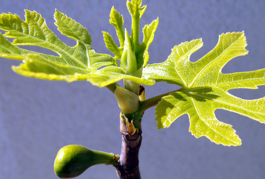 figuier au printemps