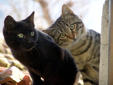 gattini