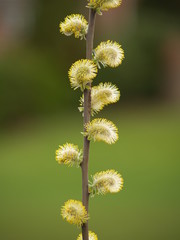 Obraz premium willow