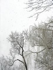 willow tree in snowstorm
