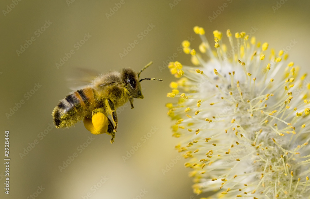 Wall mural bee collecting pollen