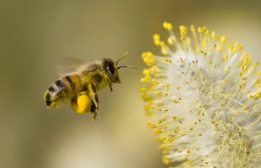 Printed kitchen splashbacks Bee bee collecting pollen