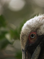 pelican's eye