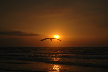 seagull sunrise
