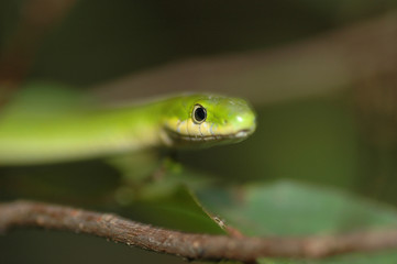 rough green snake