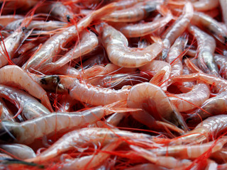 frische garnelen vom markt