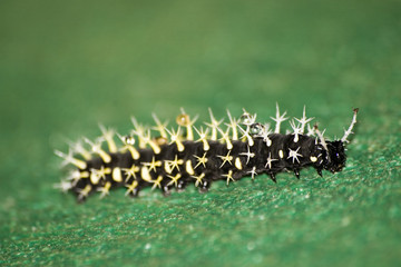 caterpillar