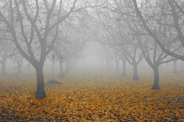 walnut grove in fog
