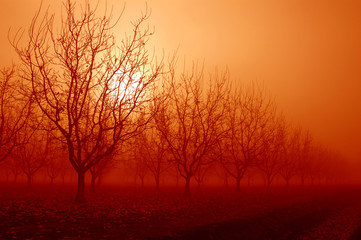Fototapeta na wymiar pomarańczowy wschód słońca za drzew orzechowych