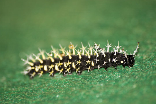 caterpillar