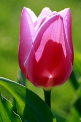 tulip