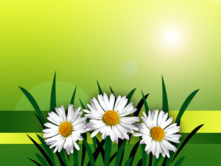 hintergrund mit gänseblümchen 2 © Alfred Knapp