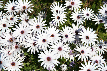 field of white daisies