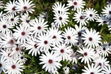 Tableaux ronds sur plexiglas Marguerites field of white daisies