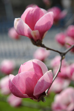 Fototapeta magnolia