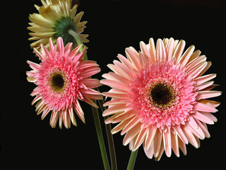 gerbera pink flower