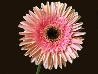 gerbera pink flower