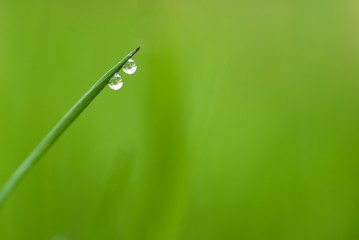 two waterdrops on grass