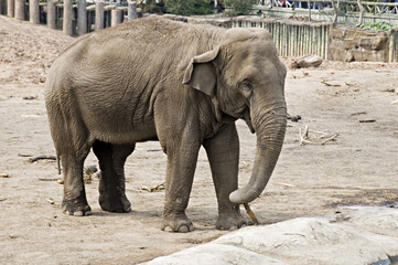 Naklejka premium indian elephant
