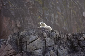 Fototapete Rund Polarkreis polar bears  © Gail Johnson