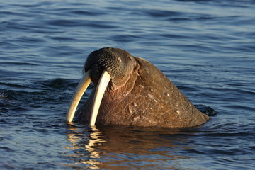 walrus