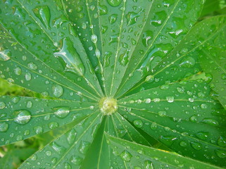 Obraz na płótnie Canvas dew on a leaf