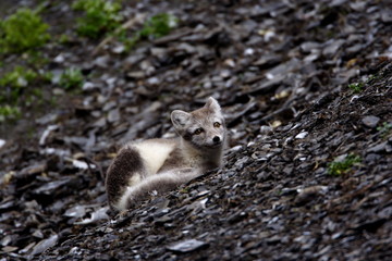 arctic fox