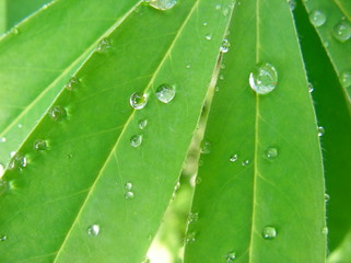dew on a leaf