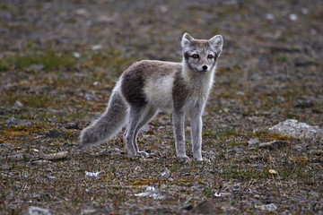 arctic fox © Gail Johnson