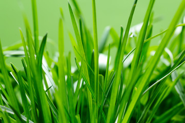 Fototapeta na wymiar a close up of fresh green grass