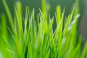 a close up of fresh green grass