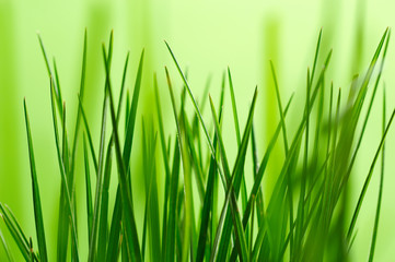 Fototapeta na wymiar a close up of fresh green grass