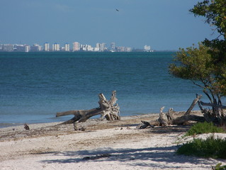 sanibel driftwood