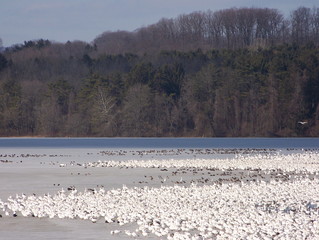 snow geese flock