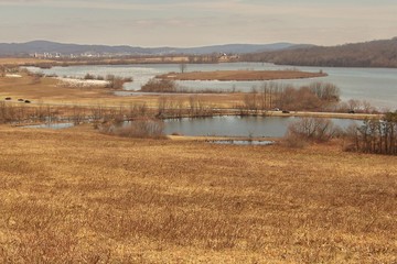 snow geese