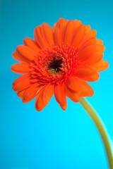 single gerbera