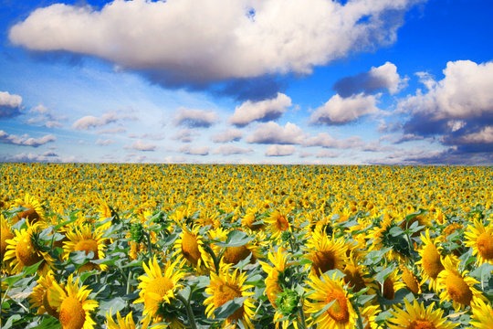 tournesol