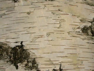 birch background