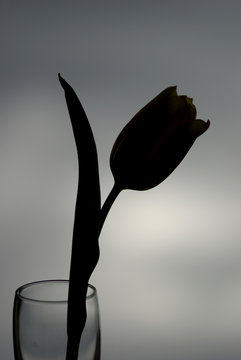 silhouette n.2