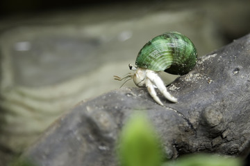 hermit crab on branch