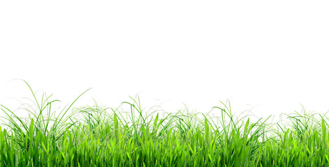 herbes