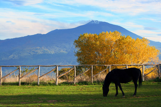 cavallo