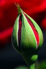 rose bud